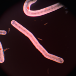 helicobacter-bacterium