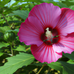 hibiscus-minoxidil